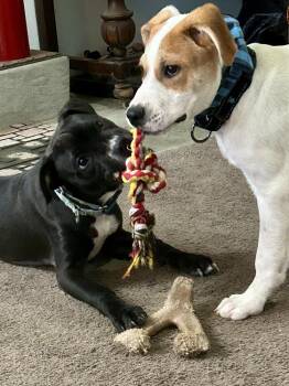 Boxer Dogs Available for Adoption in Pottstown, Pennsylvania - Tate | PetCurious