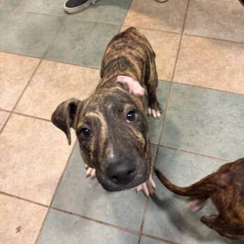 Koda -  Mixed Breed Dog for Adoption in Chattanooga, Tennessee - Koda | PetCurious