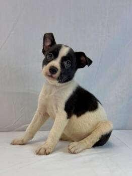 Champ Bear -  Pit Bull Terrier and Husky Dog for Adoption in Morton Grove, Illinois - Champ Bear | PetCurious