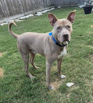 Rescue Staffordshire Bull Terrier Dogs for Adoption in Richmond, Texas - ROCKY | PetCurious