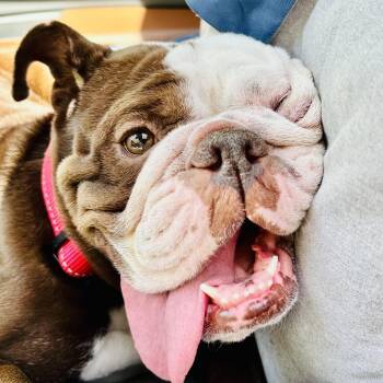 BonBon -  English Bulldog Dog for Adoption in New York, New York - BonBon | PetCurious