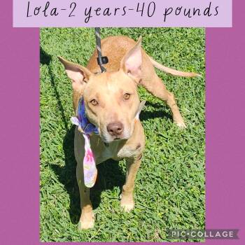 Terrier Dogs Available for Adoption - Lola | PetCurious