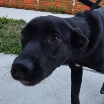 Mavis -  Mixed Breed Dog for Adoption in Voorhees Township, New Jersey - Mavis | PetCurious