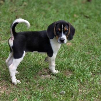 Jim -  Hound Dog for Adoption in Wiggins, Mississippi - Jim | PetCurious