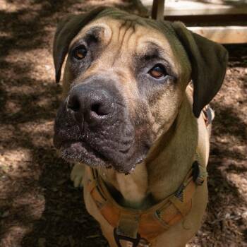 Mixed Breed Dogs Available for Adoption in Decatur, Georgia - Rhea | PetCurious