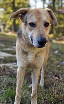 Rescue German Shepherd Dog Dogs for Adoption in Fort Payne, Alabama - Theodore | PetCurious