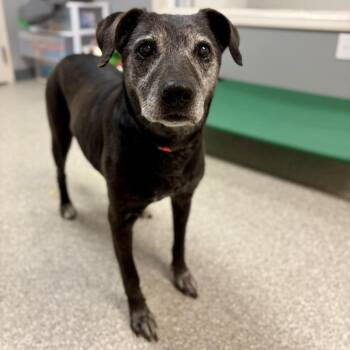Labrador Retriever Dogs Available for Adoption in Fullerton, Pennsylvania - Helen | PetCurious