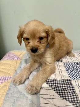 Mikey -  Maltese Dog for Adoption in Fosters, Alabama - Mikey | PetCurious