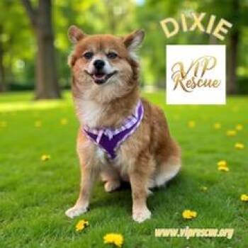 Rescue Pomeranian Dogs for Adoption in Redington Beach, Florida - Dixie / Redington Beach | PetCurious