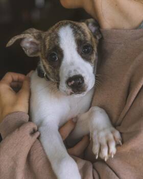 Rescue Pit Bull Terrier Dogs for Adoption in Ferndale, Washington - Orion | PetCurious