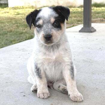 Australian Cattle Dog Blue Heeler and Cattle Dog Dogs Available for Adoption in Los Angeles, California - Mick | PetCurious