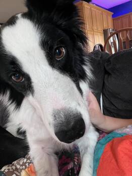 Jax -  Border Collie Dog for Adoption in Minnetrista, Minnesota - Jax | PetCurious
