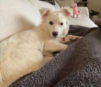 Terrier Dogs Available for Adoption - Alexis | PetCurious