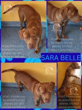 SARA BELLE -  Mixed Breed Dog Available for Adoption in Kenansville, North Carolina - SARA BELLE | PetCurious