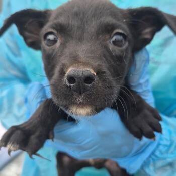 Crew -  Mixed Breed Dog for Adoption in Corinth, Mississippi - Crew | PetCurious