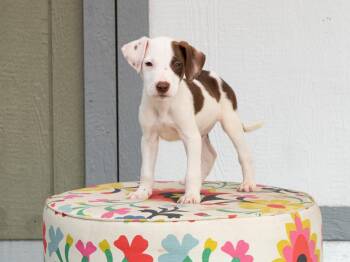 Cars Litter - Mater -  Mixed Breed Dog for Adoption in Savage, Minnesota - Cars Litter - Mater | PetCurious