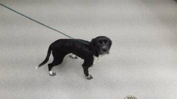 MARMALADE -  Cocker Spaniel and Mixed Breed Dog for Adoption in Omaha, Nebraska - MARMALADE | PetCurious
