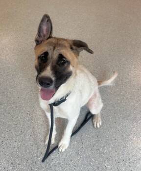 Rescue Akita and Mixed Breed Dogs for Adoption in Twinsburg, Ohio - Smore | PetCurious