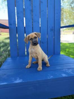 WOODY -  German Shepherd Dog and Mixed Breed Dog for Adoption in Modesto, California - WOODY | PetCurious