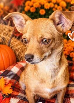 Gertrude -  Chihuahua and Mixed Breed Dog for Adoption in Heber City, Utah - Gertrude | PetCurious