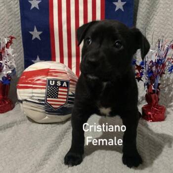 Cristiano -  German Shepherd Dog and Pit Bull Terrier Dog for Adoption in Olathe, Kansas - Cristiano | PetCurious