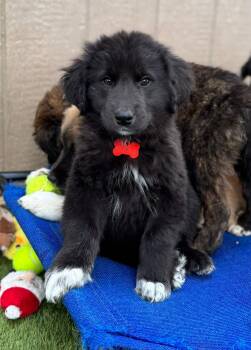 Great Pyrenees and Border Collie Dogs Available for Adoption - Squints And Yeah Yeah  | PetCurious
