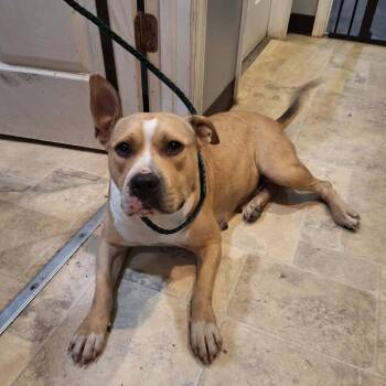 Maple -  Mixed Breed Dog for Adoption in Boaz, Alabama - Maple | PetCurious