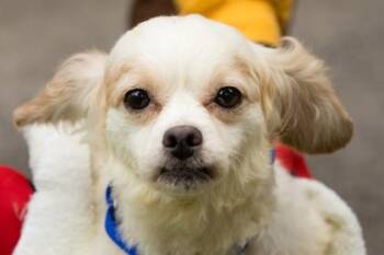 Mixed Breed Dogs Available for Adoption in West Chester, Pennsylvania - Digitalis | PetCurious