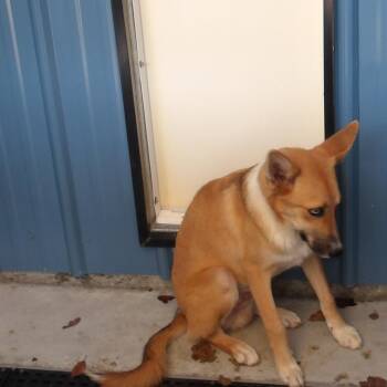 Frank (Dog 4) -  Shepherd Dog for Adoption in Marble, North Carolina - Frank (Dog 4) | PetCurious