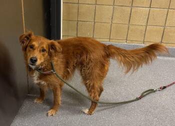 Bellamy -  Golden Retriever Dog for Adoption in Greenfield, Indiana - Bellamy | PetCurious