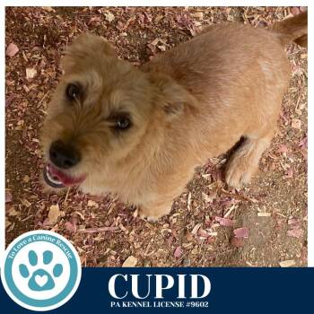 Dachshund and Terrier Dogs Available for Adoption - Cupid (Valentines Day Pups) 031426 | PetCurious