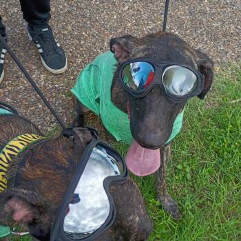 Rescue Boxer Dogs for Adoption in Kempner, Texas - Roger | PetCurious