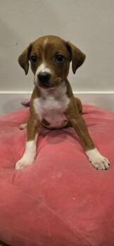 Peach -  Beagle and Chihuahua Dog for Adoption in Grand Rapids, Michigan - Peach | PetCurious