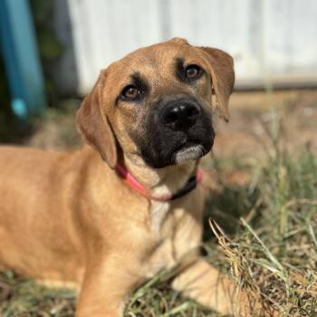 Brian -  Hound Dog for Adoption in Columbia, South Carolina - Brian | PetCurious