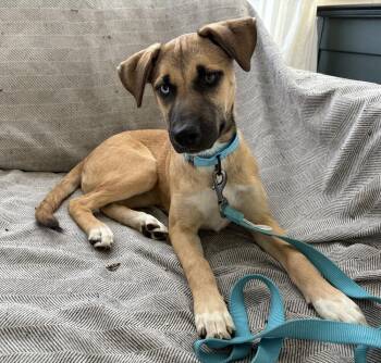 Rescue Anatolian Shepherd and Black Mouth Cur Dogs for Adoption in West Peoria, Illinois - Camille | PetCurious