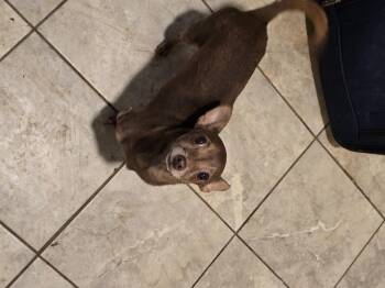 Rescue Chihuahua Dogs for Adoption in Charlotte, North Carolina - Bert | PetCurious