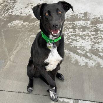 Amumu -  Mixed Breed Dog for Adoption in Hailey, Idaho - Amumu | PetCurious