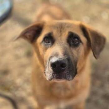 Spice -  Shepherd and Mixed Breed Dog for Adoption in Dover, Arkansas - Spice | PetCurious