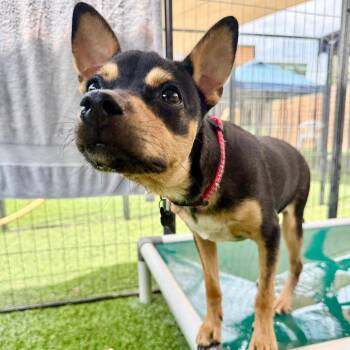 Snickers -  Border Terrier Dog for Adoption in Agoura Hills, California - Snickers | PetCurious