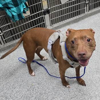 Brownie -  American Staffordshire Terrier Dog for Adoption in Grand Rapids, Michigan - Brownie | PetCurious