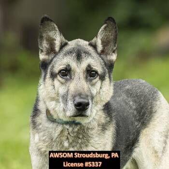 Turbo -  German Shepherd Dog Dog for Adoption in Stroudsburg, Pennsylvania - Turbo | PetCurious