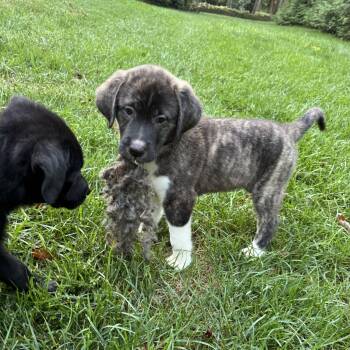 Wren -  Anatolian Shepherd and Great Pyrenees Dog for Adoption in Lancaster, Kentucky - Wren | PetCurious