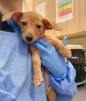 Rescue Miniature Pinscher and Chihuahua Dogs for Adoption in Kennewick, Washington - Pip | PetCurious
