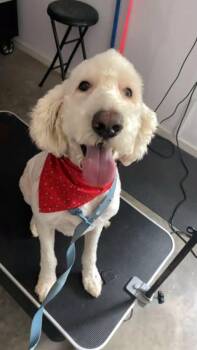 Teddy -  Labradoodle Dog for Adoption in Tulsa, Oklahoma - Teddy | PetCurious