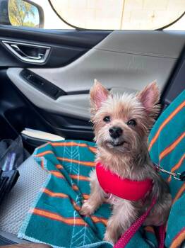 Bruno -  Yorkshire Terrier Dog for Adoption in Scottsdale, Arizona - Bruno | PetCurious