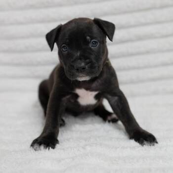 Pit Bull Terrier Dogs Available for Adoption in Fulton, Missouri - Sloan | PetCurious
