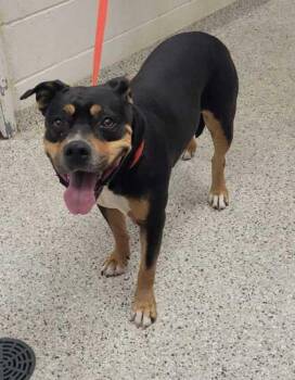 Jasmine -  Pit Bull Terrier and Mixed Breed Dog for Adoption in Kansas City, Missouri - Jasmine | PetCurious