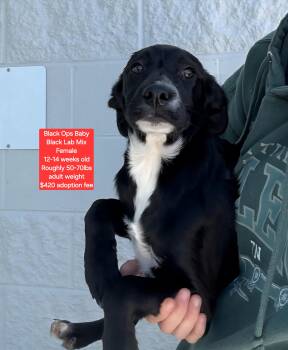 Rescue Black Labrador Retriever Dogs for Adoption in Oviedo, Florida - Black Ops Baby | PetCurious