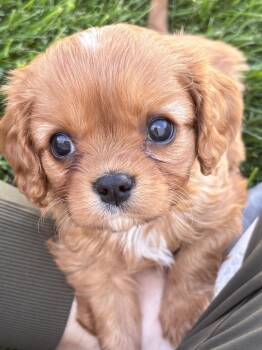 Linus -  Cavalier King Charles Spaniel Dog for Adoption in Brandon, South Dakota - Linus | PetCurious