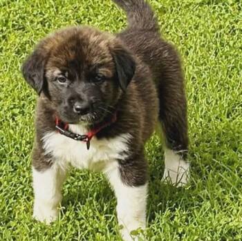 German Shepherd Dog and Great Pyrenees Dogs Available for Adoption in Andover, Massachusetts - Bo Enchanted | PetCurious